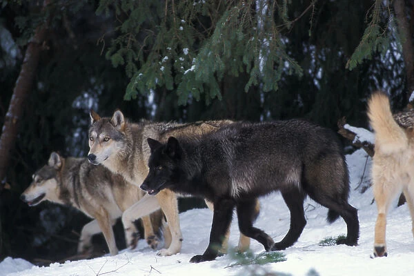 gray wolf, Canis lupus, pack in the foothills of the Takshanuk mountains, northern