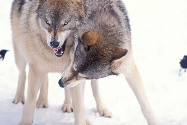 gray wolf, Canis lupus, a pair in the foothills of the Takshanuk mountains, northern
