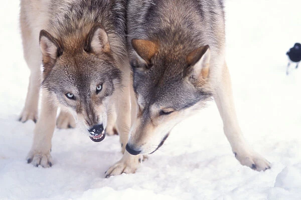 gray wolf, Canis lupus, pair in the foothills of the Takshanuk mountains, northern