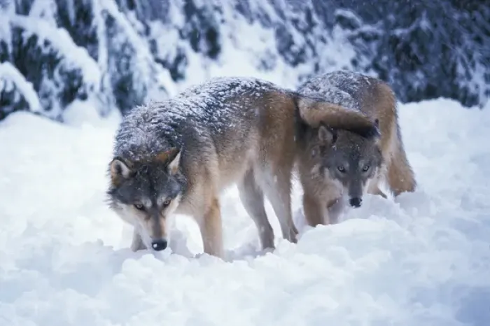 Framed Print : gray wolf, Canis lupus, a pair in the foothills of the Takshanuk mountains, northern Framed Print : gray wolf, Canis lupus, a pair in the foothills of the Takshanuk mountains, northern