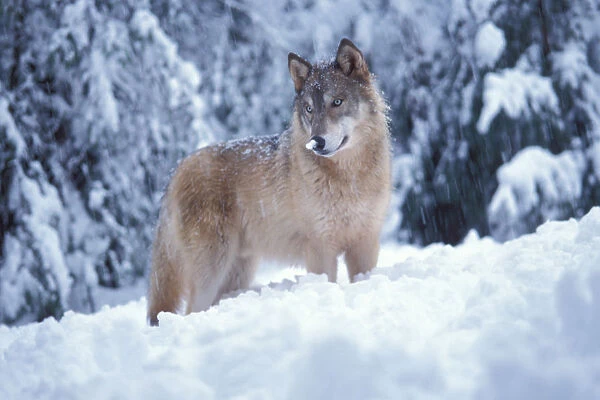 gray wolf, Canis lupus, in the snowy foothills of the Takshanuk mountains, northern