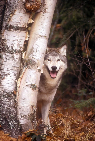 Gray wolf in a forest