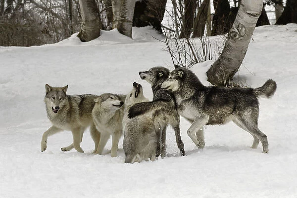 Gray Wolf or Timber Wolf, (Captive Situation) Canis lupis, Montana