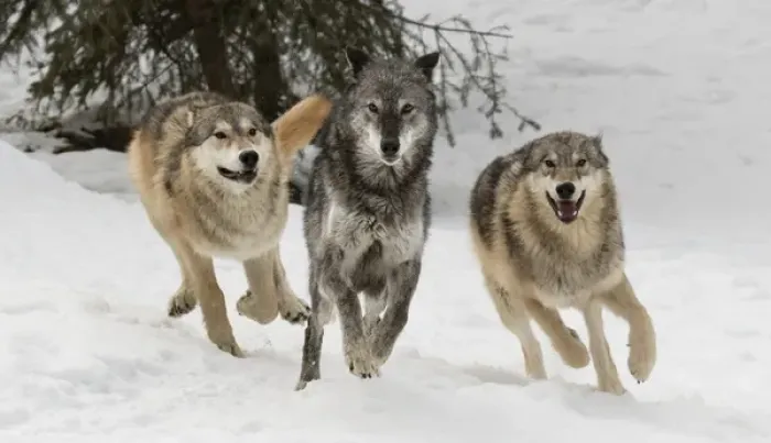 Framed Print : Gray Wolf or Timber Wolf, pack behavior in winter, (Captive Situation) Canis lupis Framed Print : Gray Wolf or Timber Wolf, pack behavior in winter, (Captive Situation) Canis lupis