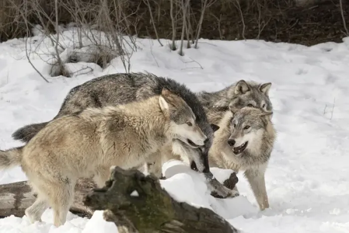 Framed Print : Gray Wolf or Timber Wolf, pack behavior in winter, (Captive Situation) Canis lupis