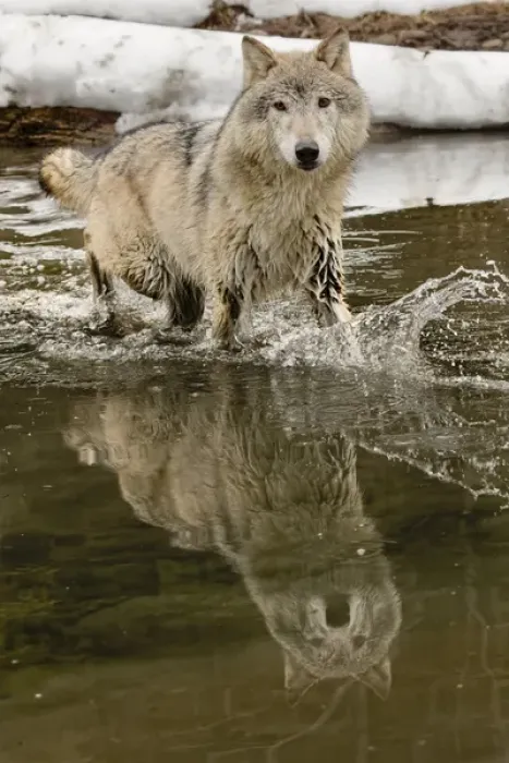 Framed Print : Gray Wolf or Timber Wolf reflection crossing stream in winter, (Captive Situation) Canis lupis