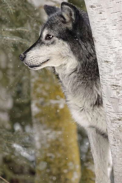 Gray Wolf or Timber Wolf in winter, (Captive Situation) Canis lupis, Montana