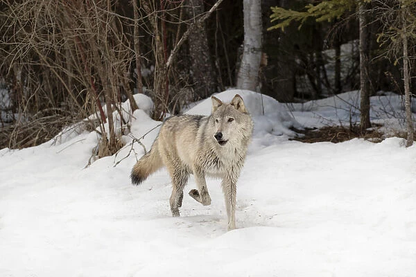 Gray Wolf or Timber Wolf in winter, (Captive Situation) Canis lupis, Montana