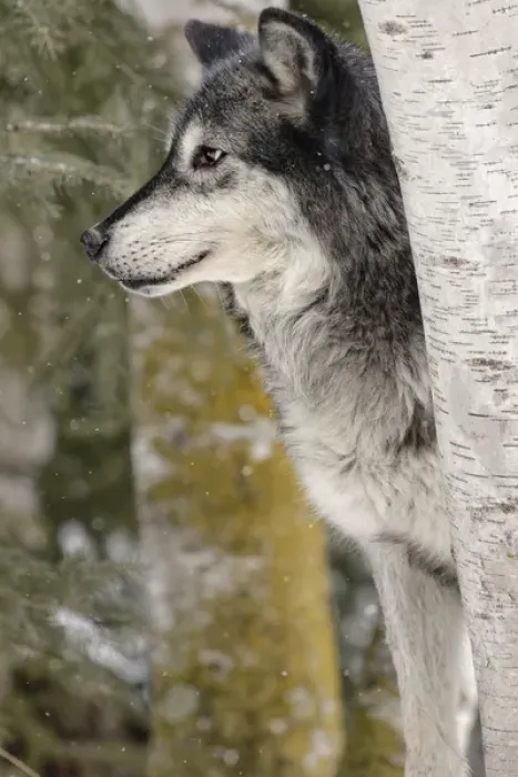 Framed Print : Gray Wolf or Timber Wolf in winter, (Captive Situation) Canis lupis, Montana