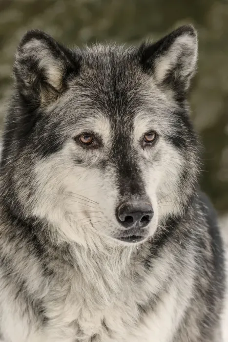 Framed Print : Gray Wolf or Timber Wolf in winter, (Captive Situation) Canis lupis, Montana Framed Print : Gray Wolf or Timber Wolf in winter, (Captive Situation) Canis lupis, Montana