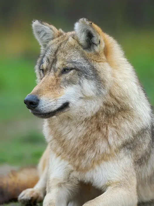 Framed Print : Gray wolf in the wildlife center (Hortobagyi Vadaspark) of the National Park Hortobagy, listed as UNESCO World Heritage Site. Eastern Europe, Hungary