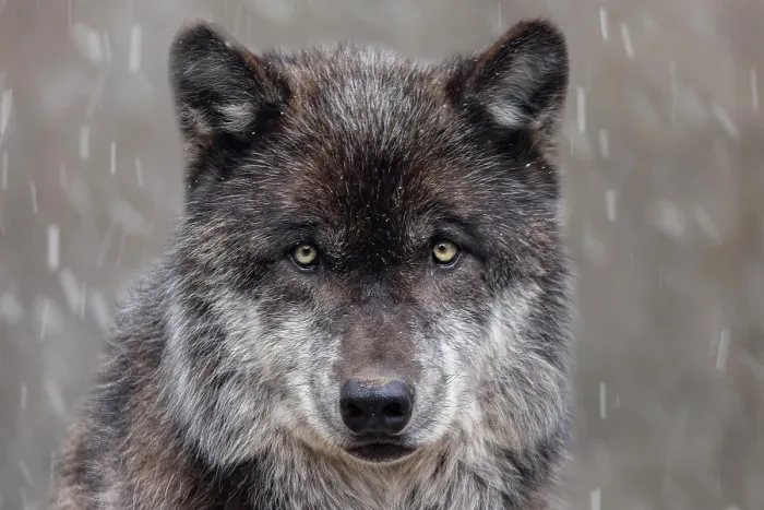 Framed Print : Gray wolf in winter with falling snow Framed Print : Gray wolf in winter with falling snow