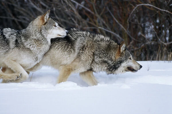 Gray Wolves (Canis lupis) running in snow in winter, MT (Captive Animal)