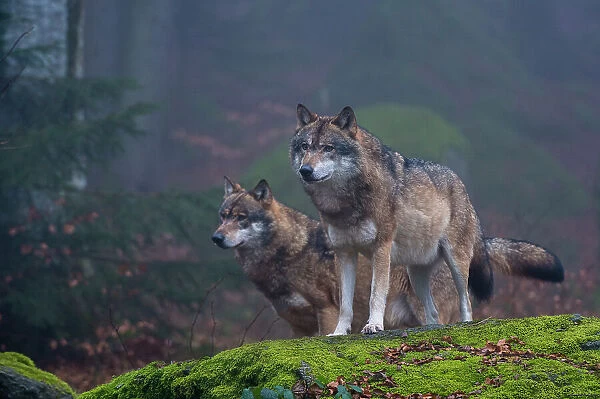 Two gray wolves, Canis lupus, on a mossy boulder in a foggy forest. Bayerischer Wald National Park, Bavaria, Germany