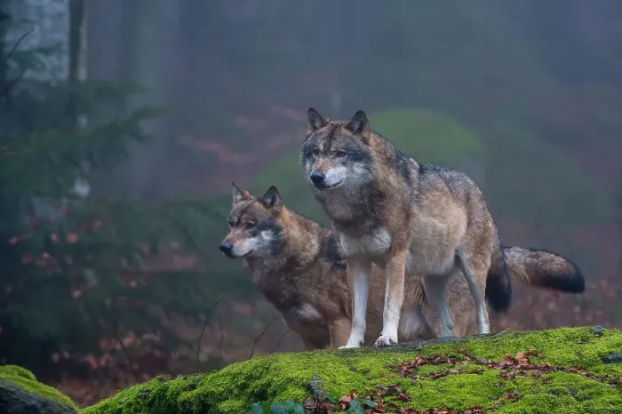 Framed Print : Two gray wolves, Canis lupus, on a mossy boulder in a foggy forest. Bayerischer Wald National Park, Bavaria, Germany