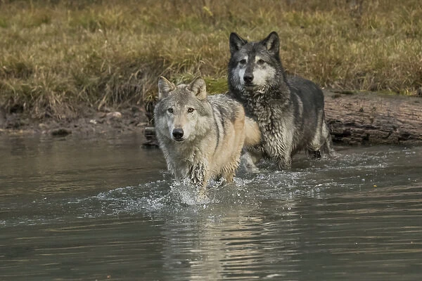 Two Gray Wolves crossing stream, Montana