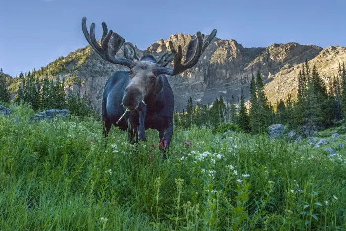 Framed Print : Grazing bull moose eye to eye with photographer, Wasatch Mountains, Alta, Utah, USA Framed Print : Grazing bull moose eye to eye with photographer, Wasatch Mountains, Alta, Utah, USA