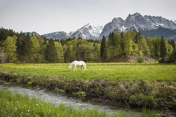 Grazing horse in pasture in Bavarian Alps with snow