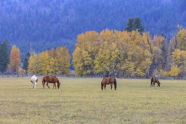 Grazing horses. Winthrop. Western Washington