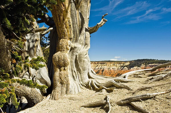 Great Basin Bristlecone Pine Pinus longaeva, At Cedar Breaks National Monument, Utah