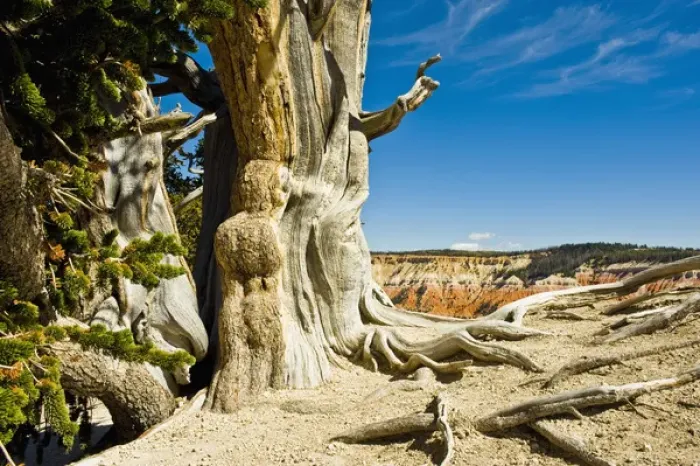 Framed Print : Great Basin Bristlecone Pine Pinus longaeva, At Cedar Breaks National Monument, Utah Framed Print : Great Basin Bristlecone Pine Pinus longaeva, At Cedar Breaks National Monument, Utah