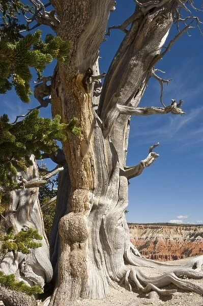 Great Basin Bristlecone Pine, Pinus longaeva, at Cedar Breaks National Monument, Utah