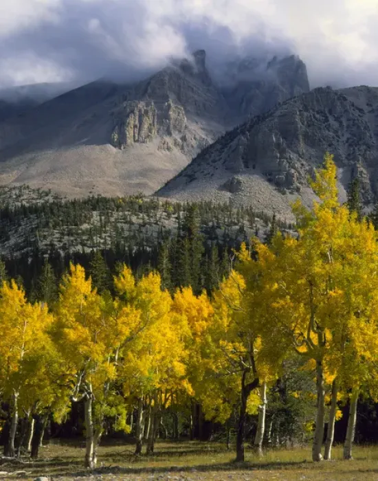 Framed Print : GREAT BASIN NATIONAL PARK, NEVADA. USA. Aspen in autumn below Jeff Davis Peak. Snake Framed Print : GREAT BASIN NATIONAL PARK, NEVADA. USA. Aspen in autumn below Jeff Davis Peak. Snake