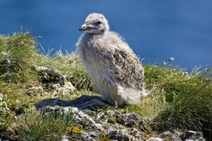 Framed Print : A Great Black-backed Gull chick. Snaefellsness peninsula in western Iceland Framed Print : A Great Black-backed Gull chick. Snaefellsness peninsula in western Iceland