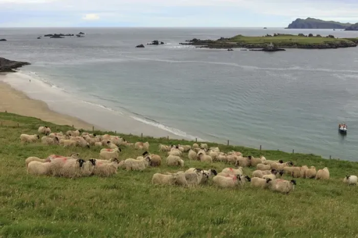 Framed Print : Great Blasket Island. County Kerry. Ireland. Sheep Framed Print : Great Blasket Island. County Kerry. Ireland. Sheep