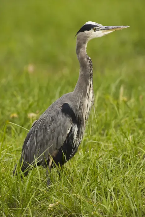 Framed Print : Great Blue Heron Framed Print : Great Blue Heron