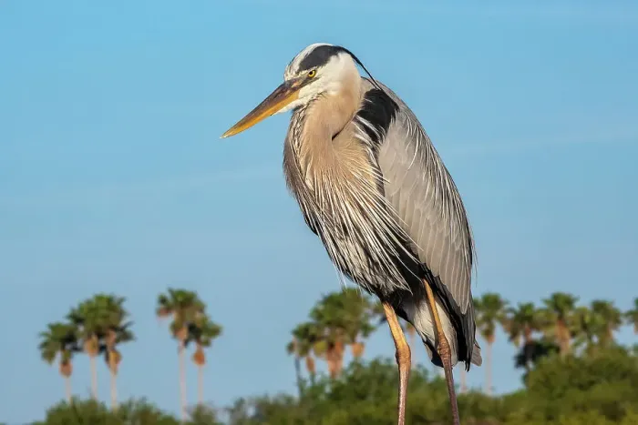 Framed Print : Great blue heron Framed Print : Great blue heron