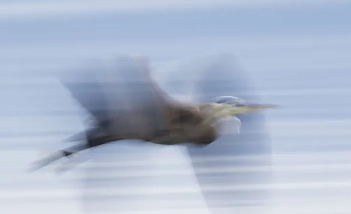 Framed Print : Great Blue Heron; abstract flight Framed Print : Great Blue Heron; abstract flight