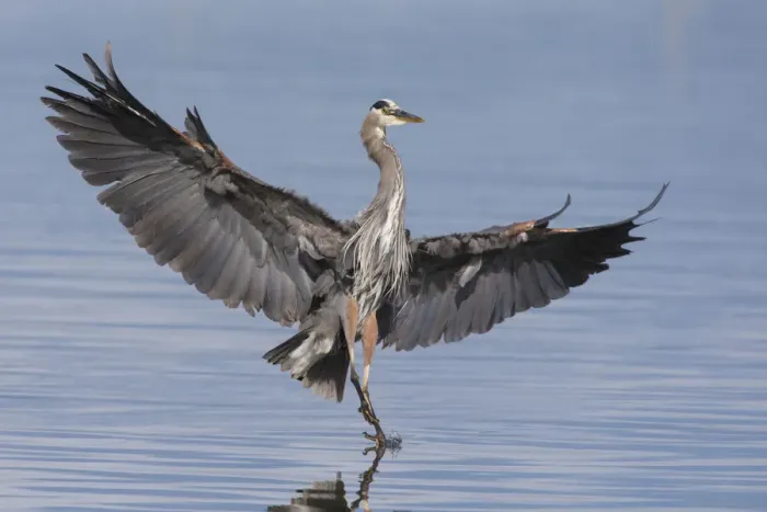 Framed Print : Great blue heron alighting Framed Print : Great blue heron alighting