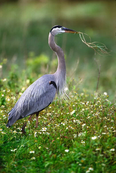 Great Blue Heron (Ardea herodias) gathering material for a courtship ritual. USA