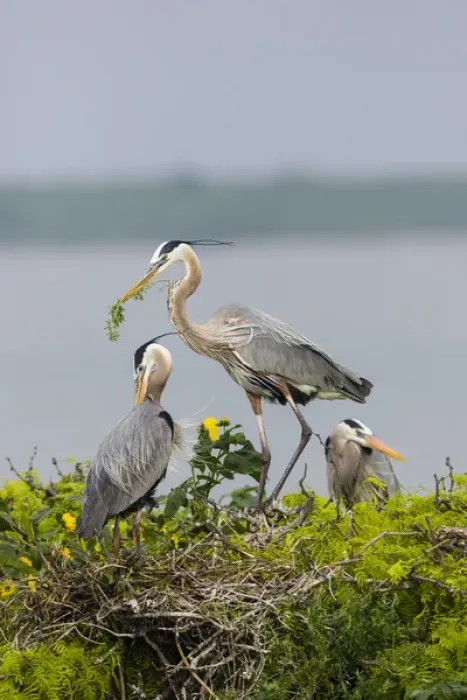 Framed Print : Great Blue Heron (Ardea herodias) Framed Print : Great Blue Heron (Ardea herodias)