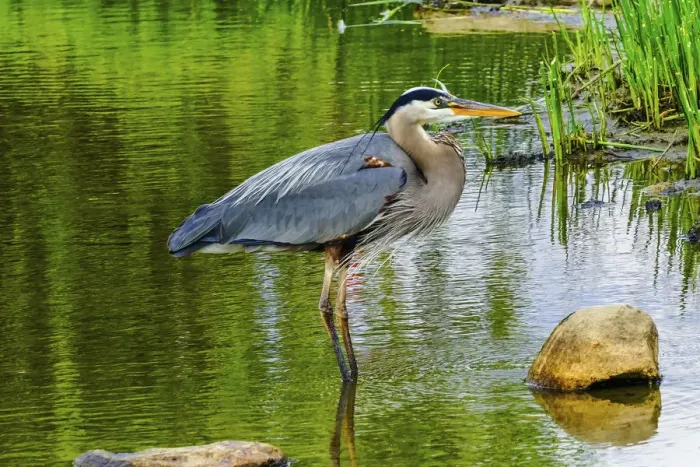 Framed Print : Great blue heron (Ardea herodias), Vanier Park, Vancouver, British Columbia, Canada Framed Print : Great blue heron (Ardea herodias), Vanier Park, Vancouver, British Columbia, Canada