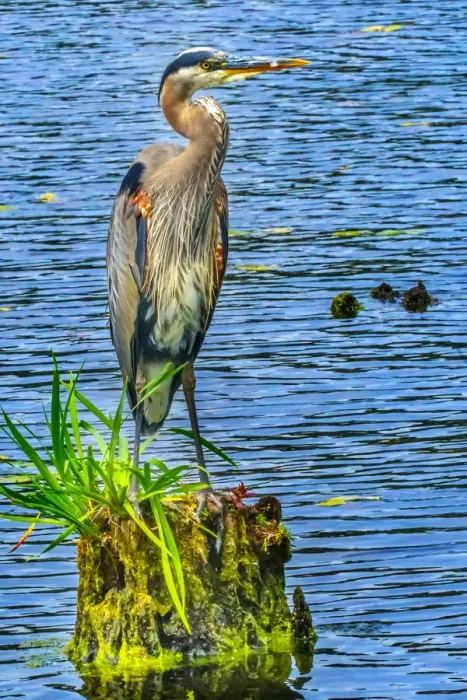 Framed Print : Great blue heron (Ardea herodias), Juanita Bay Park, Kirkland, Washington State Framed Print : Great blue heron (Ardea herodias), Juanita Bay Park, Kirkland, Washington State