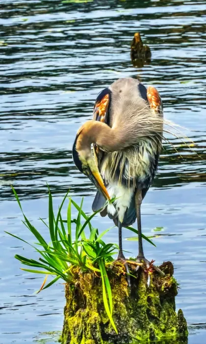 Framed Print : Great blue heron (Ardea herodias), Juanita Bay Park, Kirkland, Washington State Framed Print : Great blue heron (Ardea herodias), Juanita Bay Park, Kirkland, Washington State