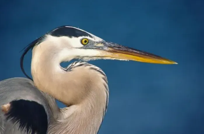 Framed Print : Great Blue Heron (Ardea herodias). USA, Florida, Sanibel Island Framed Print : Great Blue Heron (Ardea herodias). USA, Florida, Sanibel Island
