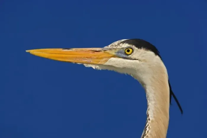 Framed Print : Great Blue Heron, Ardea herodias, Corkscrew Swamp Sanctuary, near Naples, Florida