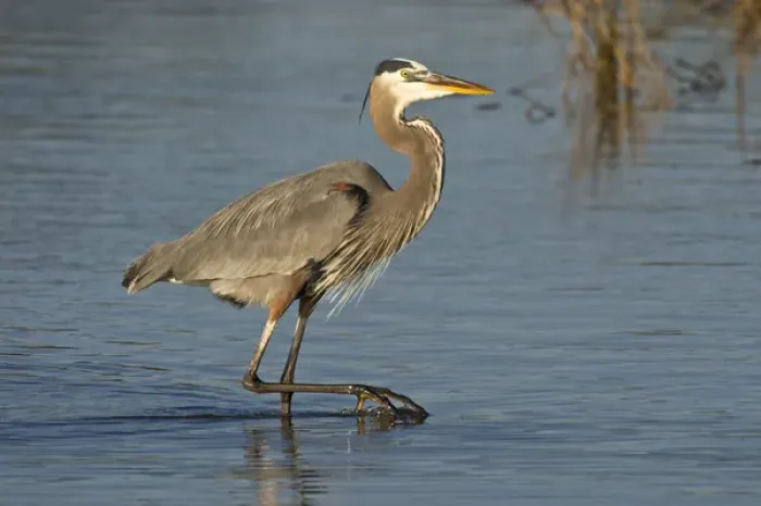 Framed Print : Great Blue Heron (Ardea herodias) adult feeding in salt marsh on the Laguna Madre
