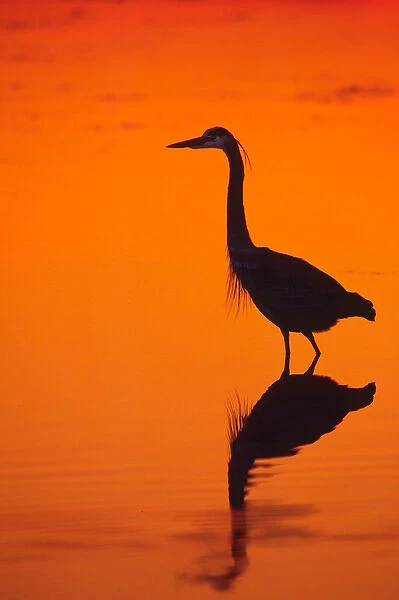 Great Blue Heron (Ardea herodias) fishing at Sunset. USA. Florida; Sanibel Island