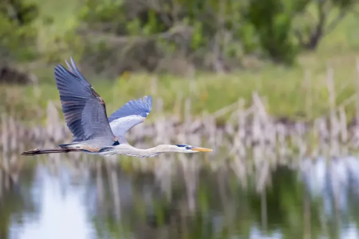 Framed Print : Great Blue Heron (Ardea herodias) flying Viera Wetlands Brevard County FL