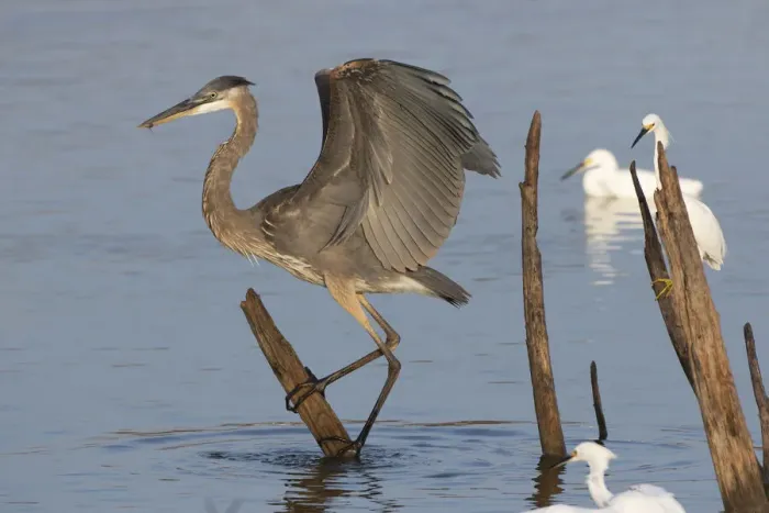 Framed Print : Great blue heron (Ardea Herodias) landing Framed Print : Great blue heron (Ardea Herodias) landing