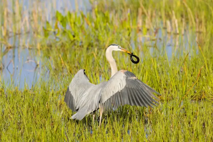 Framed Print : Great Blue Heron (Ardea herodias) with Lesser Siren Viera Wetlands Brevard County FL Framed Print : Great Blue Heron (Ardea herodias) with Lesser Siren Viera Wetlands Brevard County FL
