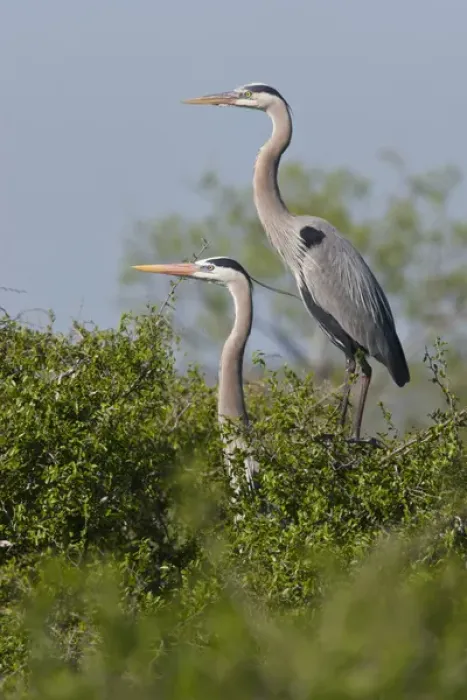 Framed Print : Great Blue Heron (Ardea herodias) pair in habitat, Texas coast Framed Print : Great Blue Heron (Ardea herodias) pair in habitat, Texas coast