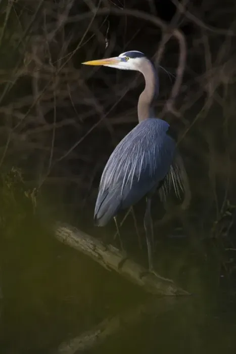 Framed Print : Great Blue Heron (Ardea herodias) roosting is willow trees, Texas coast Framed Print : Great Blue Heron (Ardea herodias) roosting is willow trees, Texas coast