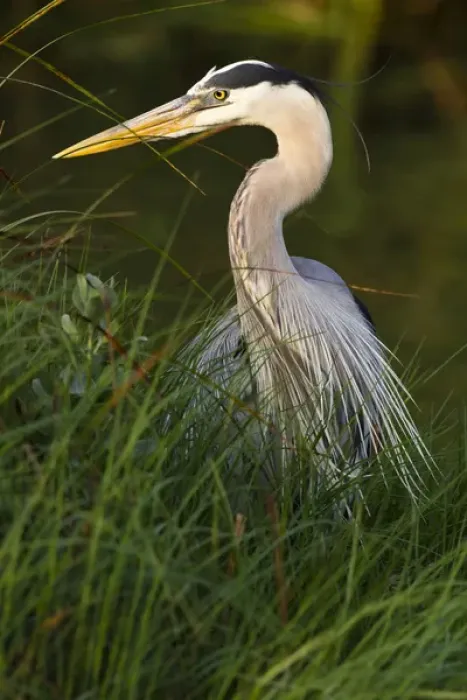 Framed Print : Great Blue Heron (Ardea herodias) stalking prey in wetland habitat, Texas coast Framed Print : Great Blue Heron (Ardea herodias) stalking prey in wetland habitat, Texas coast