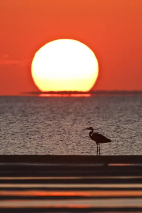 Framed Print : Great Blue Heron (Ardea herodias) standing by Laguna Madre at sunset