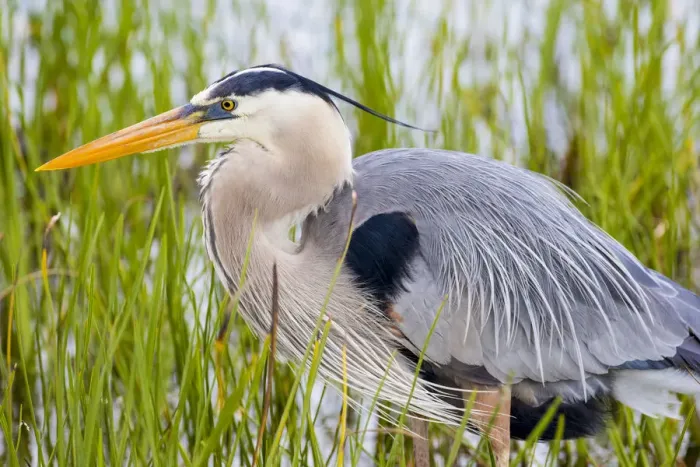 Framed Print : Great Blue Heron (Ardea herodias) Viera Wetlands, Brevard County, Florida Framed Print : Great Blue Heron (Ardea herodias) Viera Wetlands, Brevard County, Florida